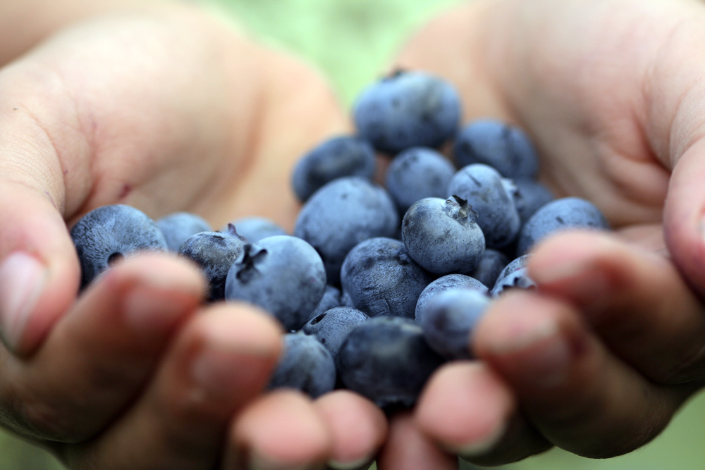 Best Foods To Eat To Get Ripped Best Foods To Eat To Get Ripped