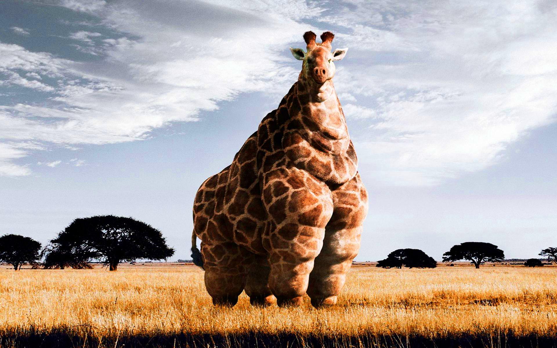 Fat-giraffe